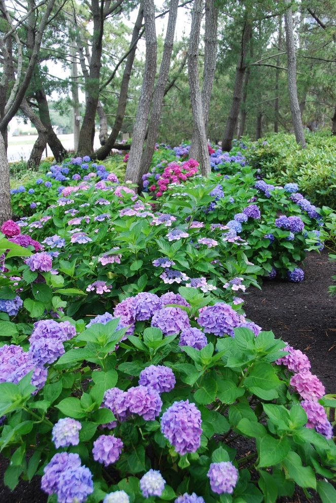 Landscape Design-Build Gallery by Bay Avenue Plant Company - Photo 3