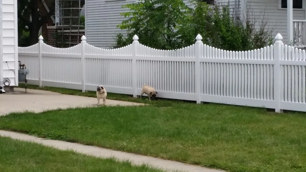 Barrier by Sharper Image Fence - Photo 18