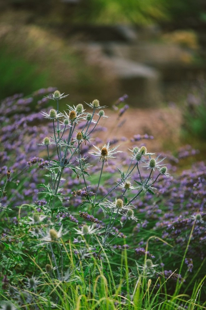 Audubon Certified Backyard Habitat by The Figure Ground Studio, LLC - Photo 4