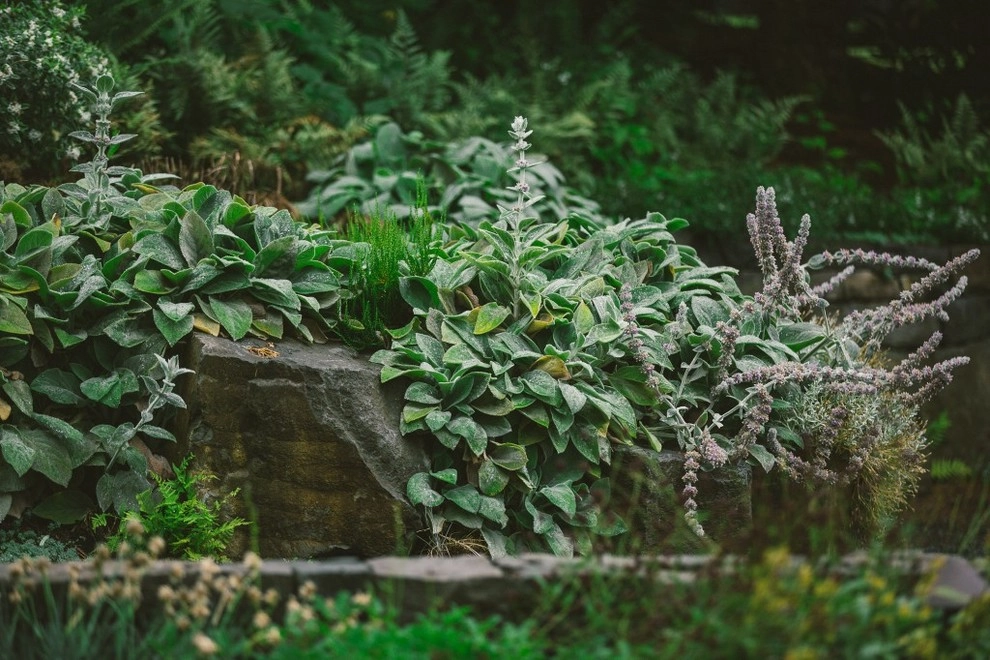 Audubon Certified Backyard Habitat by The Figure Ground Studio, LLC - Photo 5