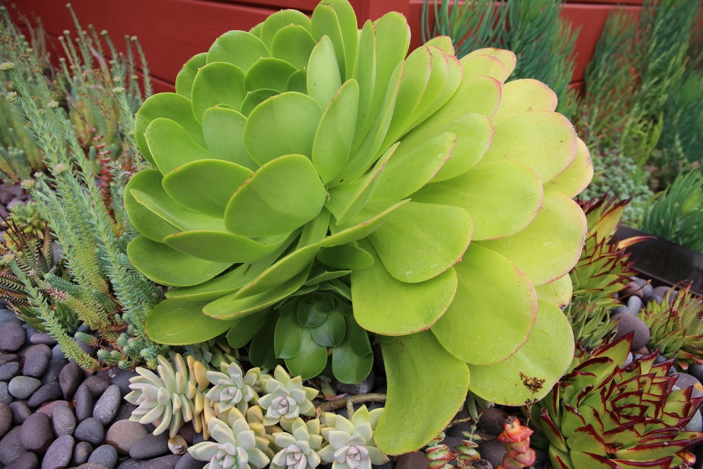 San Francisco Mid Century Revival by The Garden Route Company - Photo 16