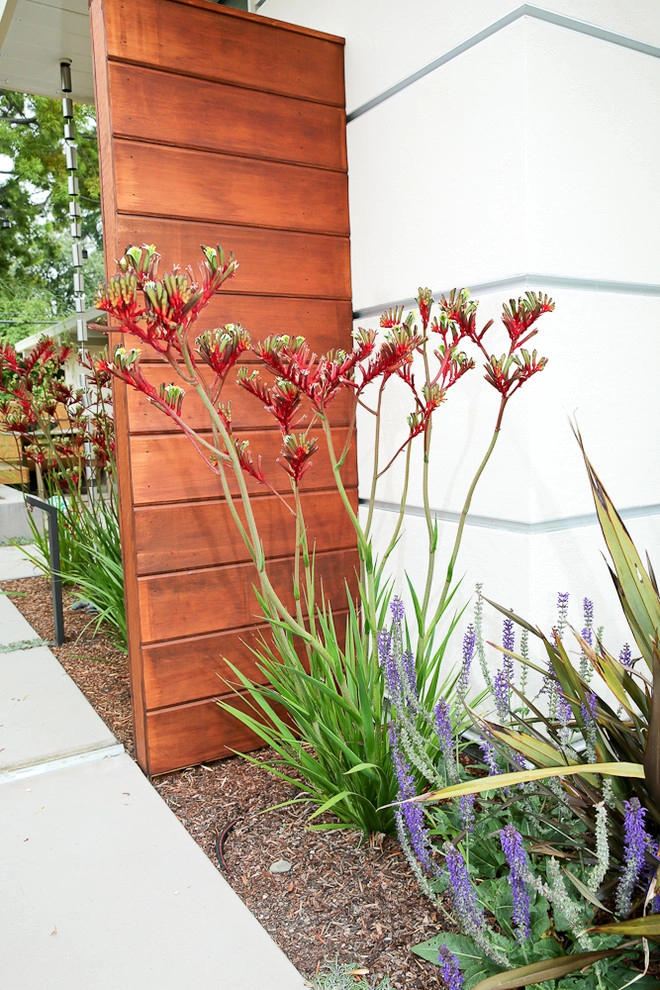 Palo Alto Eichler by The Garden Route Company - Photo 7