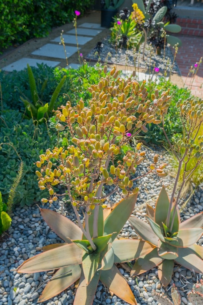 Mid-City Yard Made for Living by Becky Bourdeau Designs Inc - Photo 11