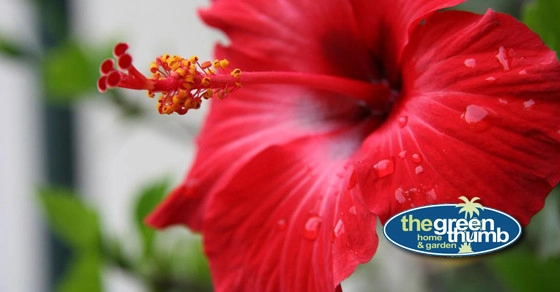 The Green Thumb - Photo 4