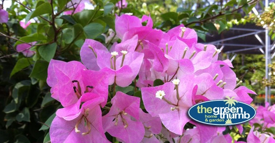 The Green Thumb - Photo 8