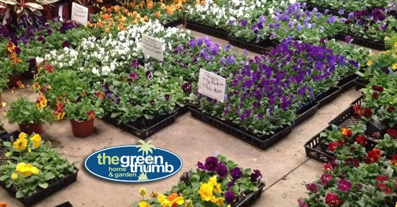 The Green Thumb - Photo 10