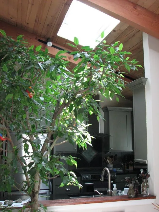 McCleery Kitchen Window Height Alignment by Annette McCleery Building Design - Photo 5