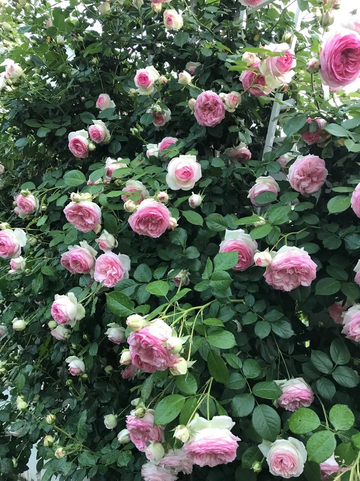 Rose Garden Design and Consulting by The JCRD Group - Photo 5
