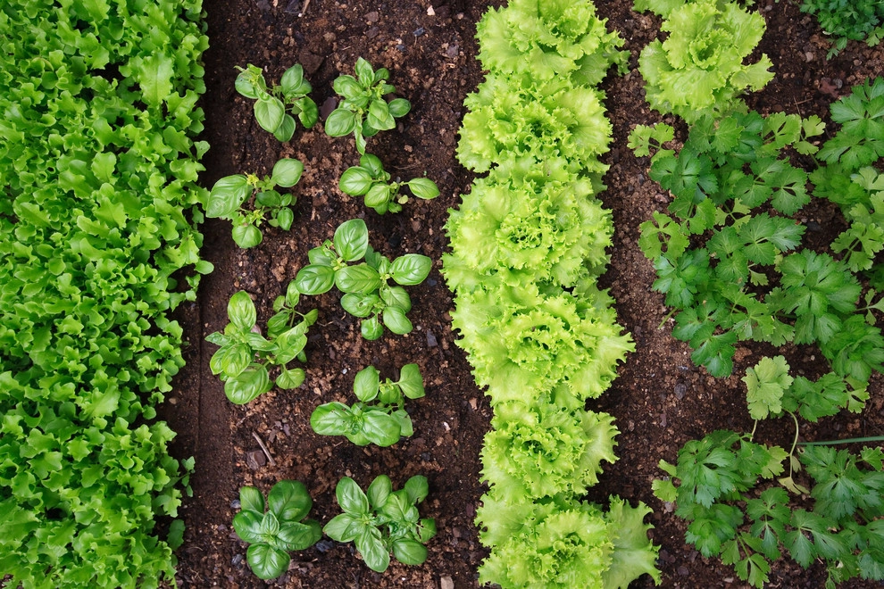 Vegetable and Herb Garden Design by The JCRD Group - Photo 2