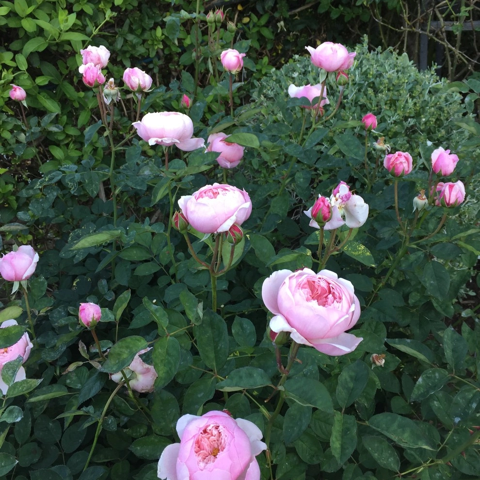 Rose Garden Design and Consulting by The JCRD Group - Photo 7