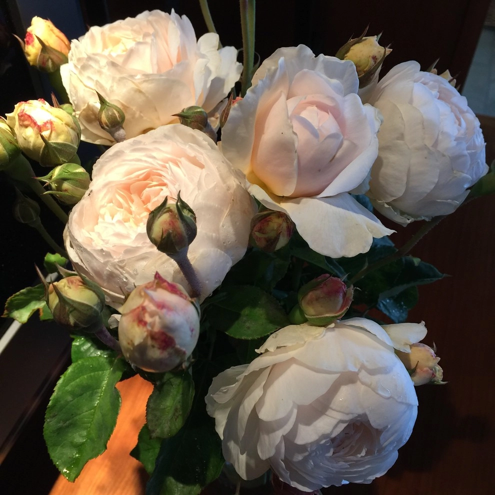 Rose Garden Design and Consulting by The JCRD Group - Photo 9