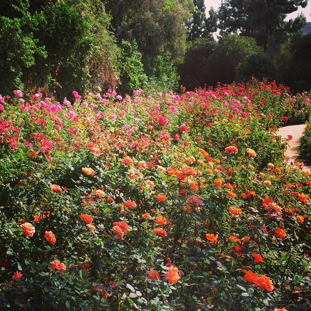 Rose Garden Design and Consulting by The JCRD Group - Photo 3