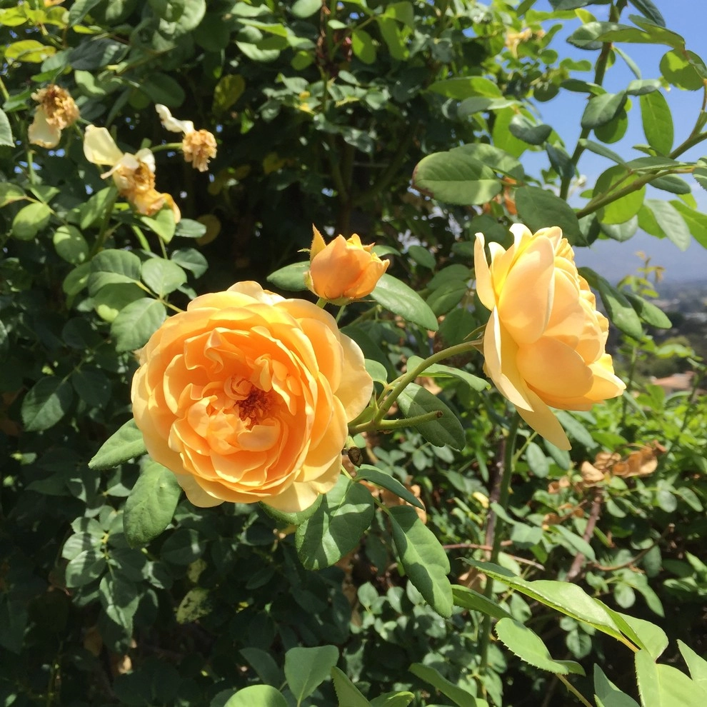 Rose Garden Design and Consulting by The JCRD Group - Photo 6