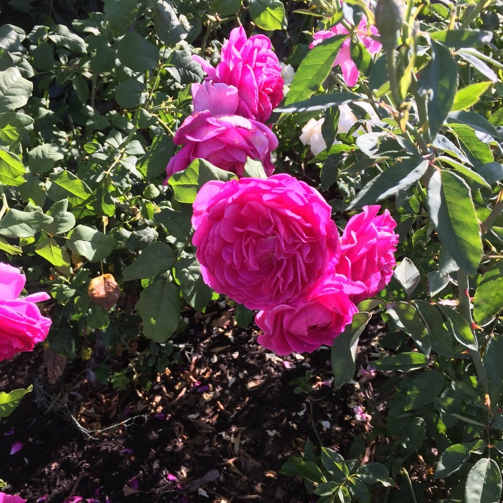 Rose Garden Design and Consulting by The JCRD Group - Photo 12