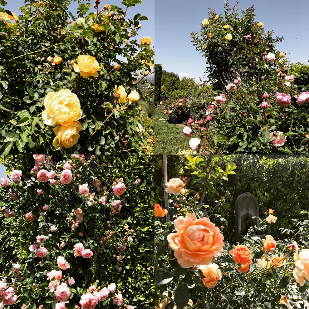 Rose Garden Design and Consulting by The JCRD Group - Photo 8