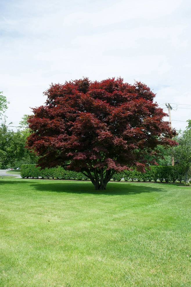Garden and Landscaping by The León Group, LLC - Photo 5