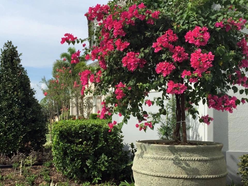 Suntree Landscape Remodel by The Master's Touch Landscape And Design - Photo 4