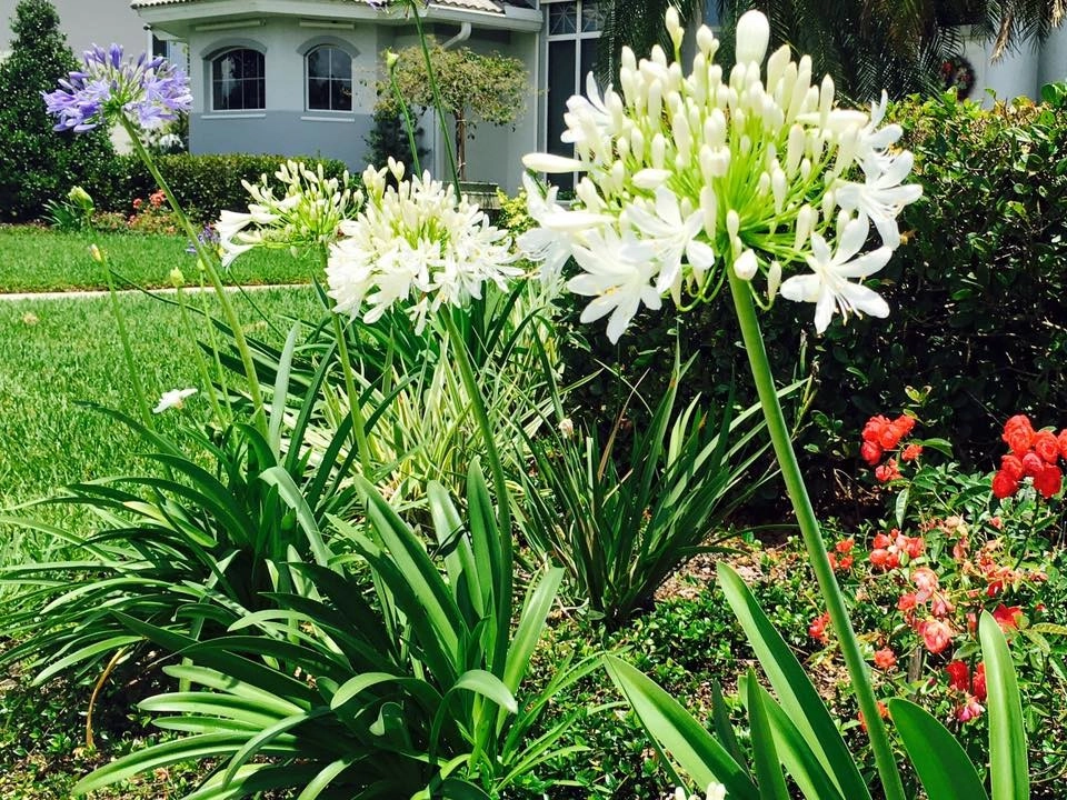 Suntree Landscape Remodel by The Master's Touch Landscape And Design - Photo 8