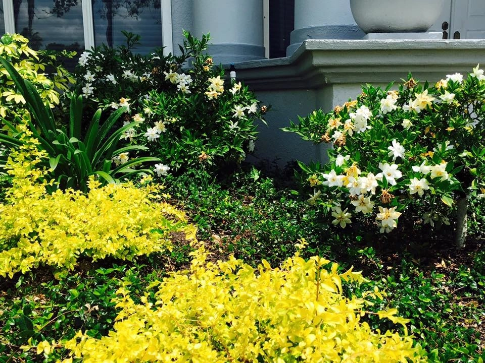 Suntree Landscape Remodel by The Master's Touch Landscape And Design - Photo 11