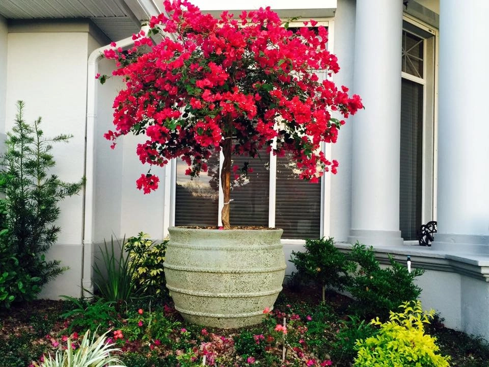 Suntree Landscape Remodel by The Master's Touch Landscape And Design - Photo 2