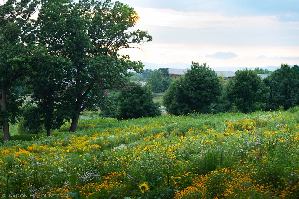 Wildflower Meadows by The Natural Garden - Photo 7