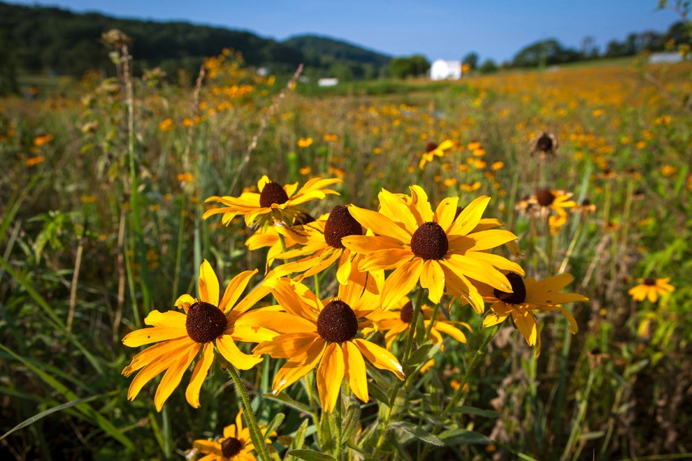 Wildflower Meadows by The Natural Garden - Photo 5
