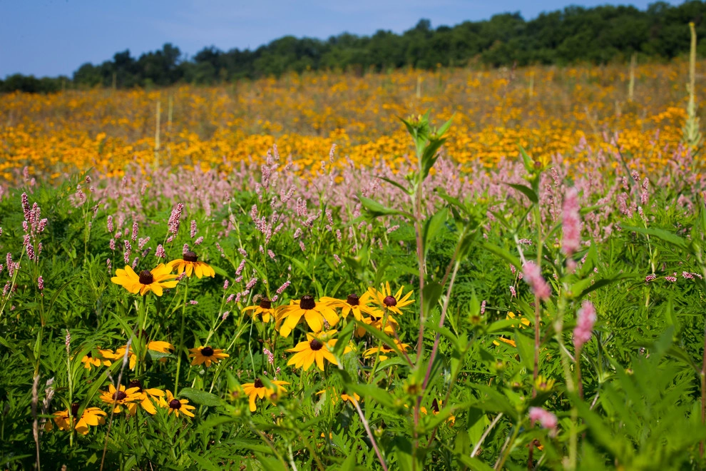 The Natural Garden - Photo 6