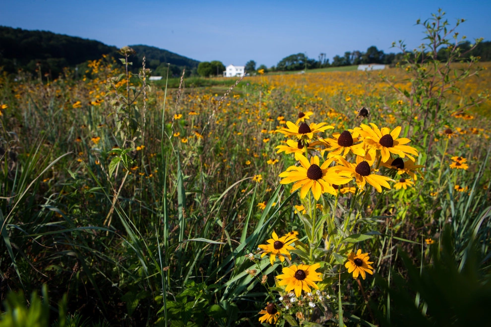 Wildflower Meadows by The Natural Garden - Photo 6