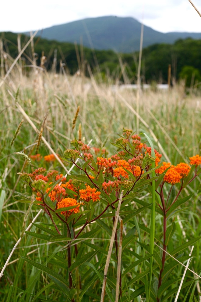 The Natural Garden - Photo 4
