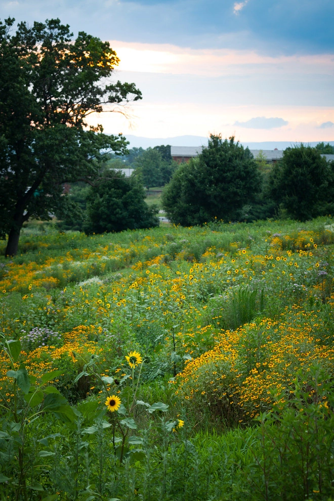 Wildflower Meadows by The Natural Garden - Photo 8