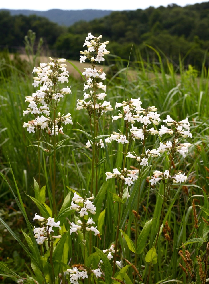 Wildflower Meadows by The Natural Garden - Photo 4