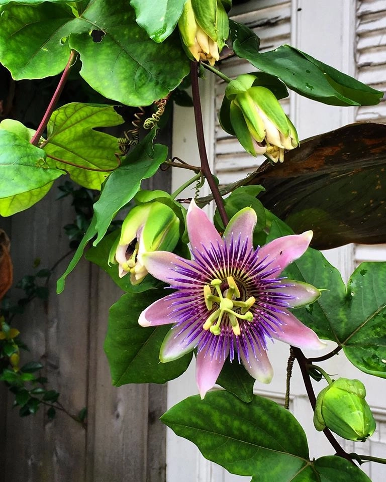 Spring 2018 by The Plant Gallery - Photo 12
