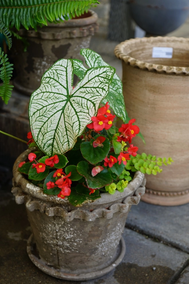 Spring 2018 by The Plant Gallery - Photo 18