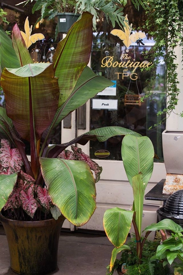 Planter Design by The Plant Gallery - Photo 11