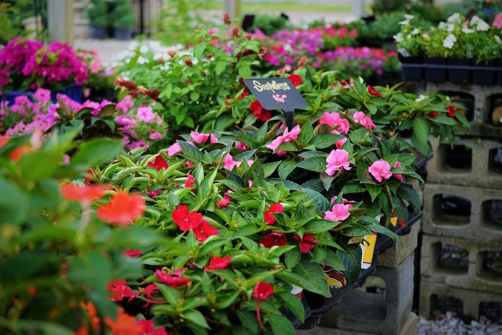 The Plant Gallery - Photo 2