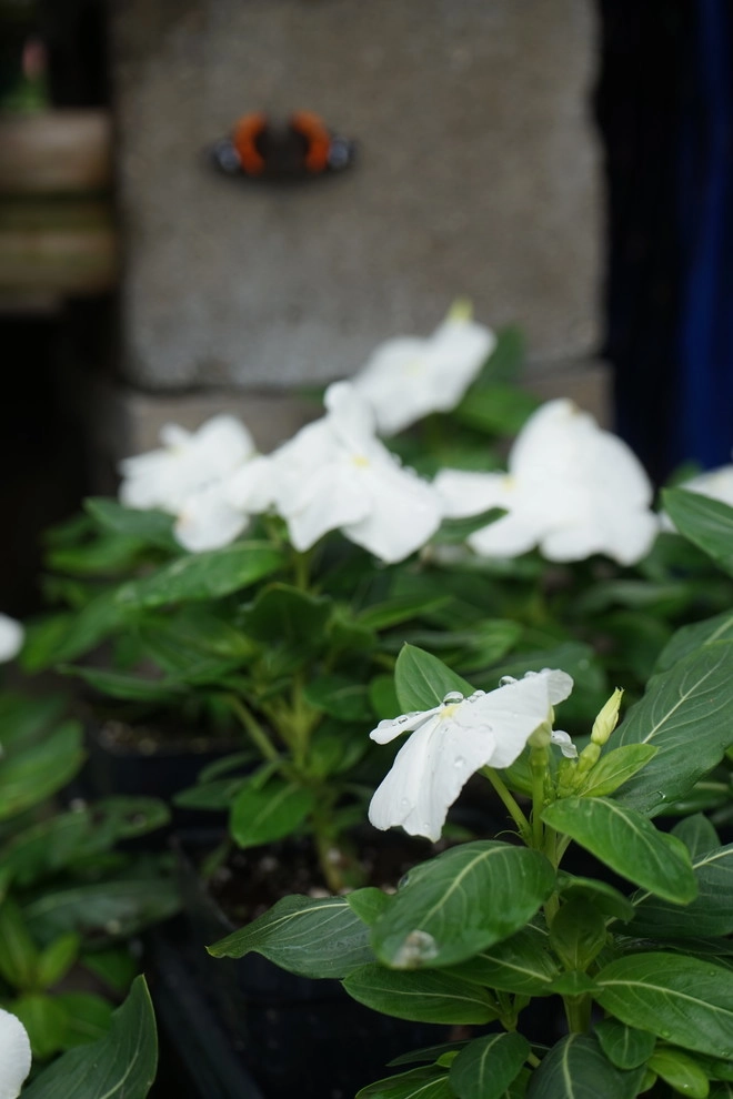 Spring 2018 by The Plant Gallery - Photo 13