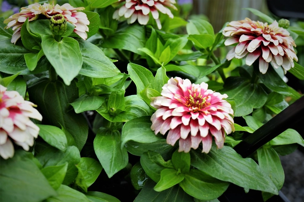 Spring 2018 by The Plant Gallery - Photo 8