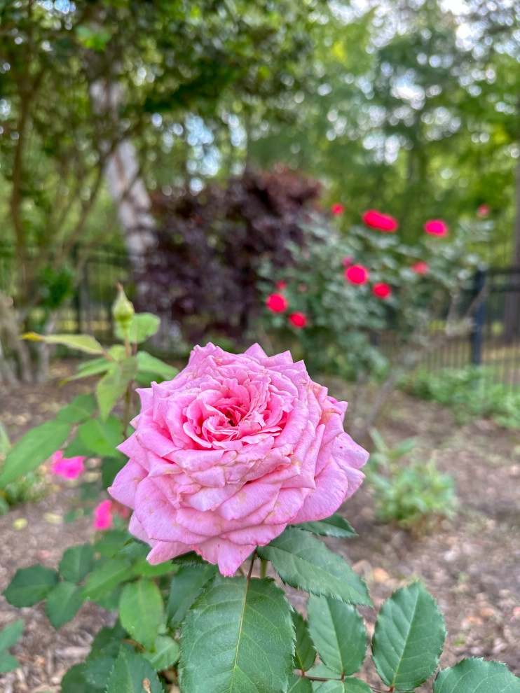 Rose Garden's by Thompson's Landscaping - Photo 4