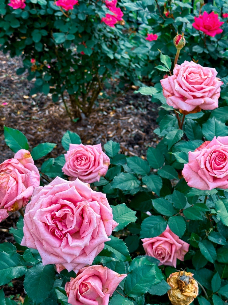 Rose Garden's by Thompson's Landscaping - Photo 3