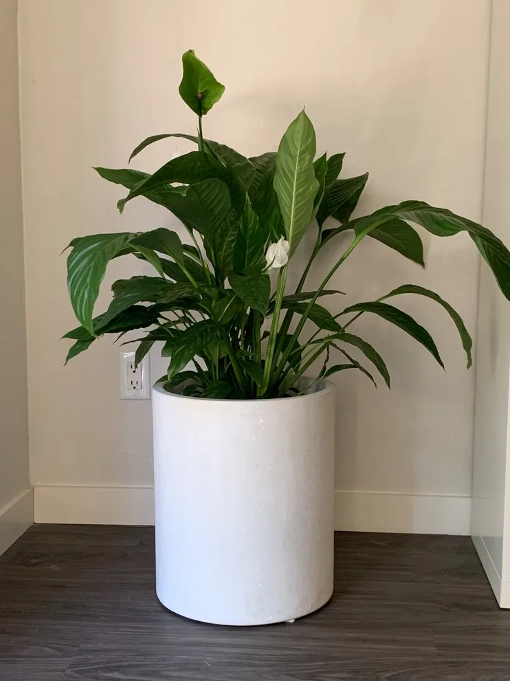 Circular Planter by West Oak Designs - Photo 3