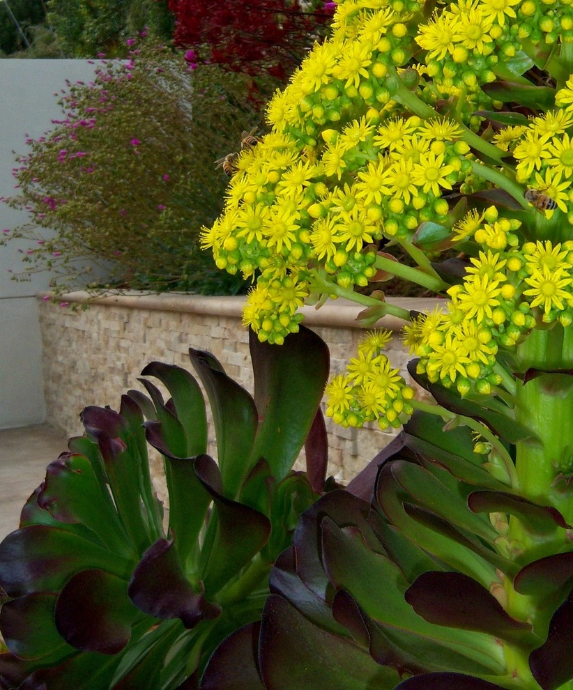 La Jolla Outdoor Living by Torrey Pines Landscape Co., Inc - Photo 11
