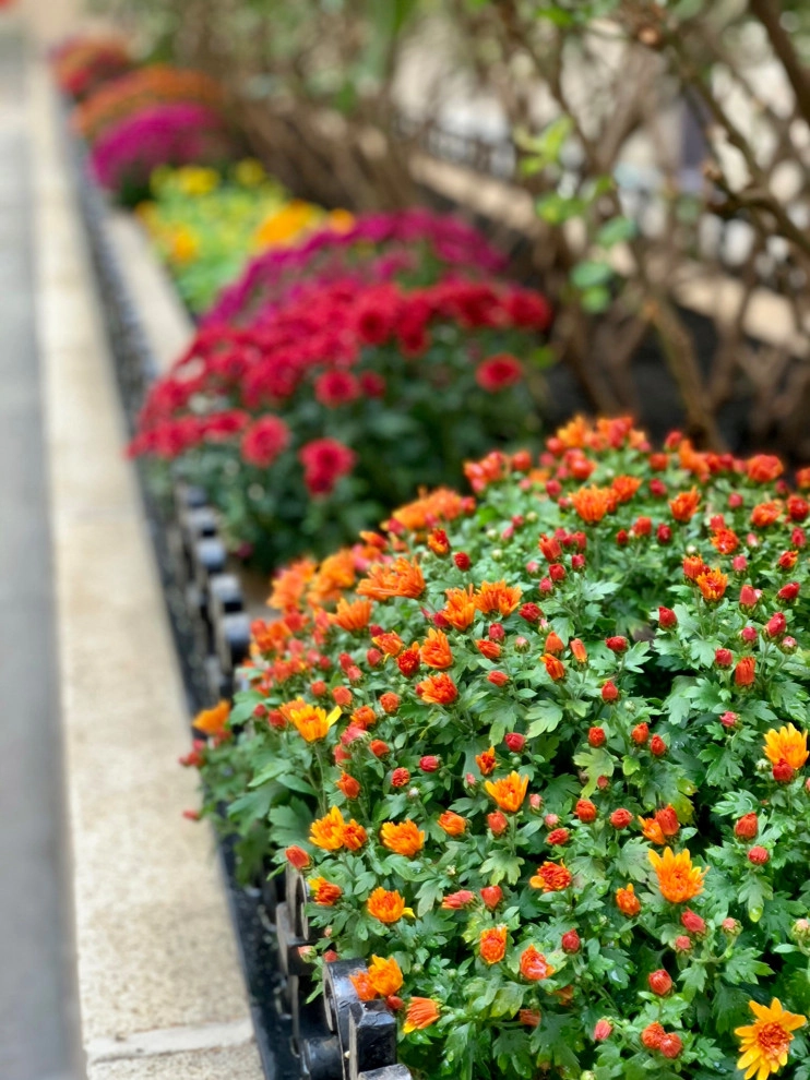 Fall Residential Landscape Design by Bella Gardens - Photo 7