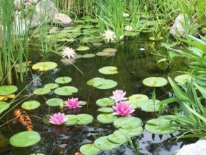 Custom Water Features + Ponds by True North Landscaping - Photo 4