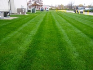 Lawn Maintenance by True North Landscaping - Photo 2