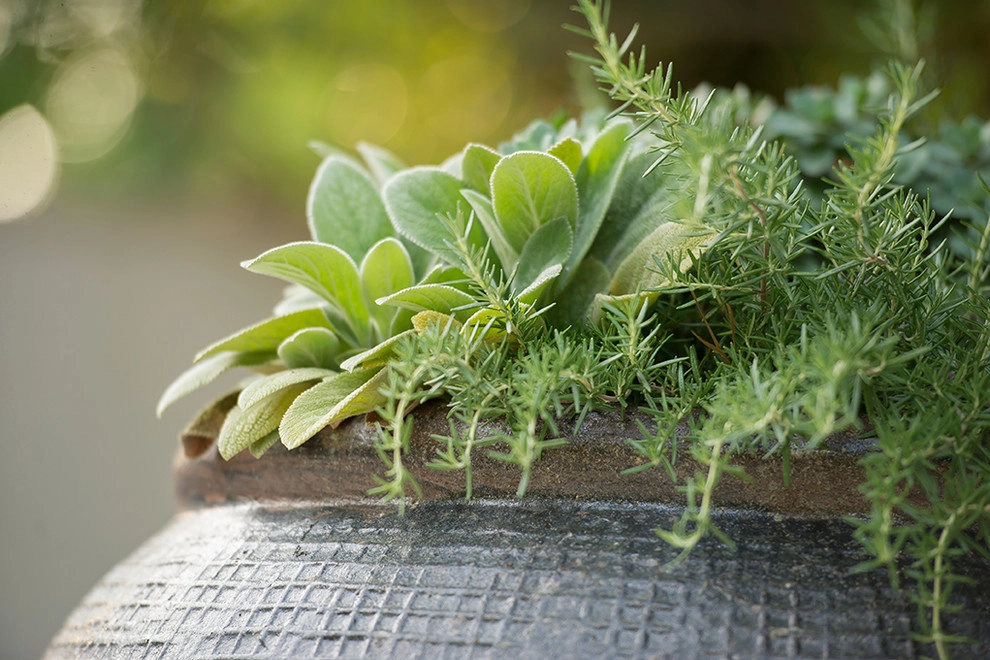 Bellwether Landscape Architects - Photo 12