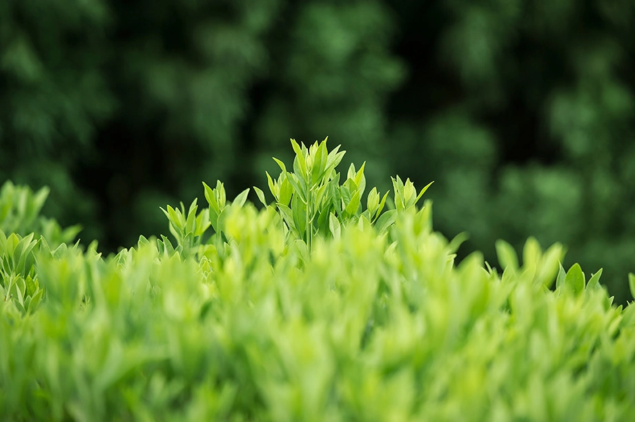 Bellwether Landscape Architects - Photo 10