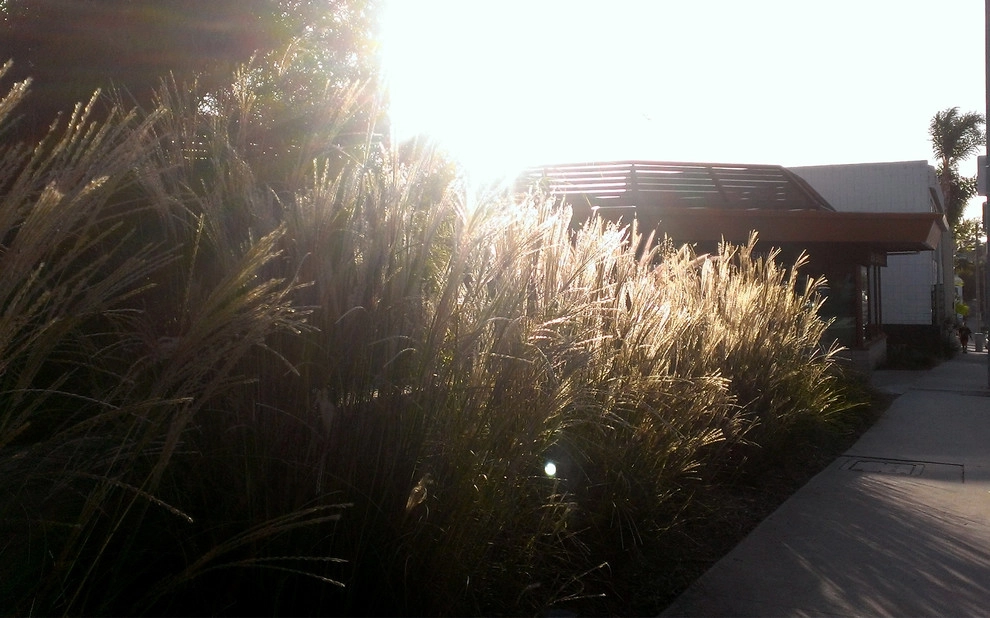Plantings by Uncommon Gardens - Photo 5