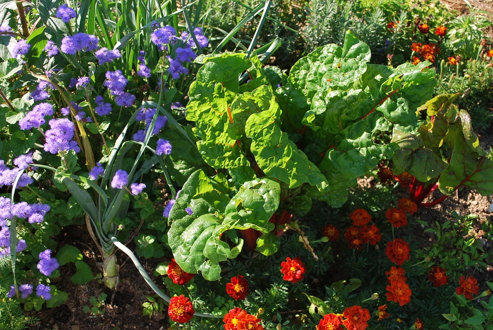 Country Farmhouse Garden by Bethesda Garden Design Llc - Photo 2