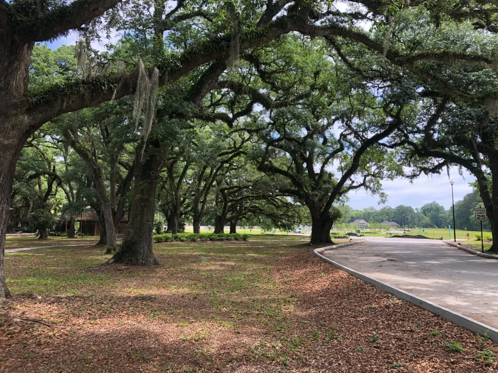 Tree Haven by Patterson Homes, LLC - Photo 12