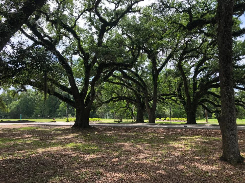 Tree Haven by Patterson Homes, LLC - Photo 13